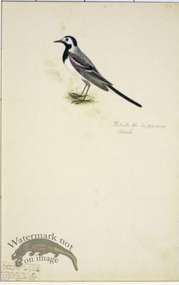 94 Swedish Birds . Motacilla Alba,  White Wagtail